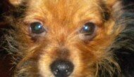 Lost Dog in Hammond Lost Dog in Hammond